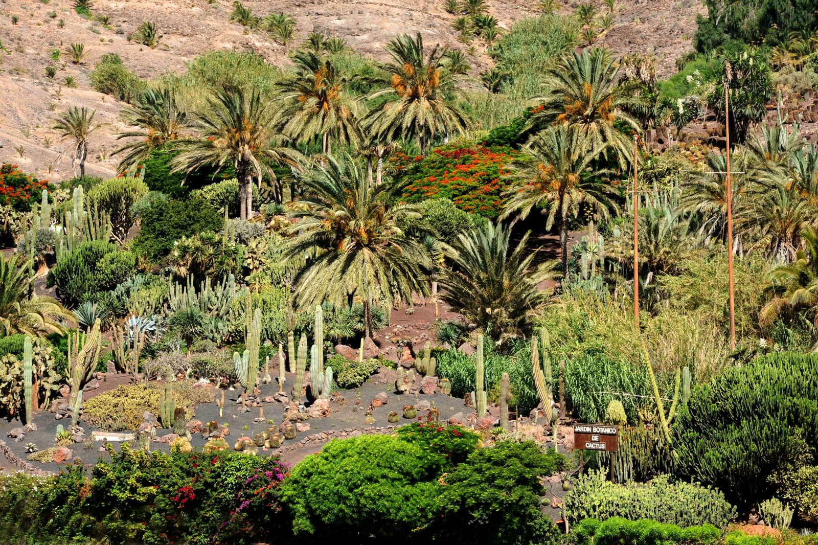 Oasis Wildlife Fuerteventura