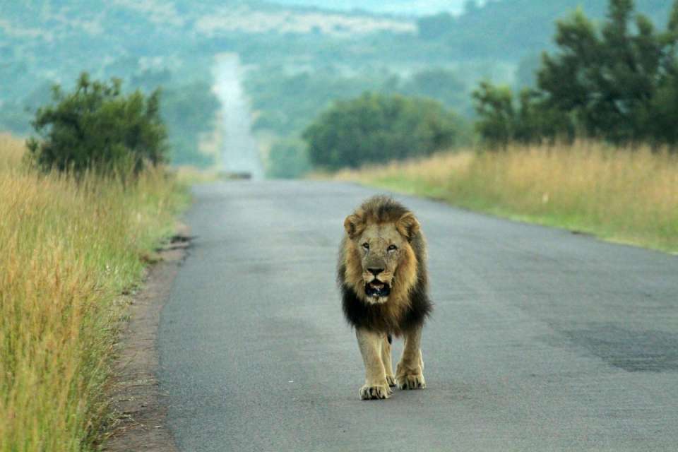 Is It Safe to Drive From Johannesburg to Pilanesberg
