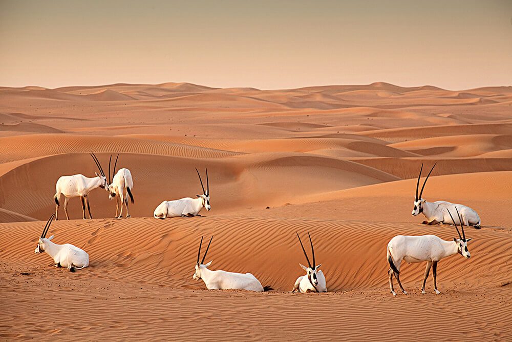 What to Wear in Dubai Desert Safari