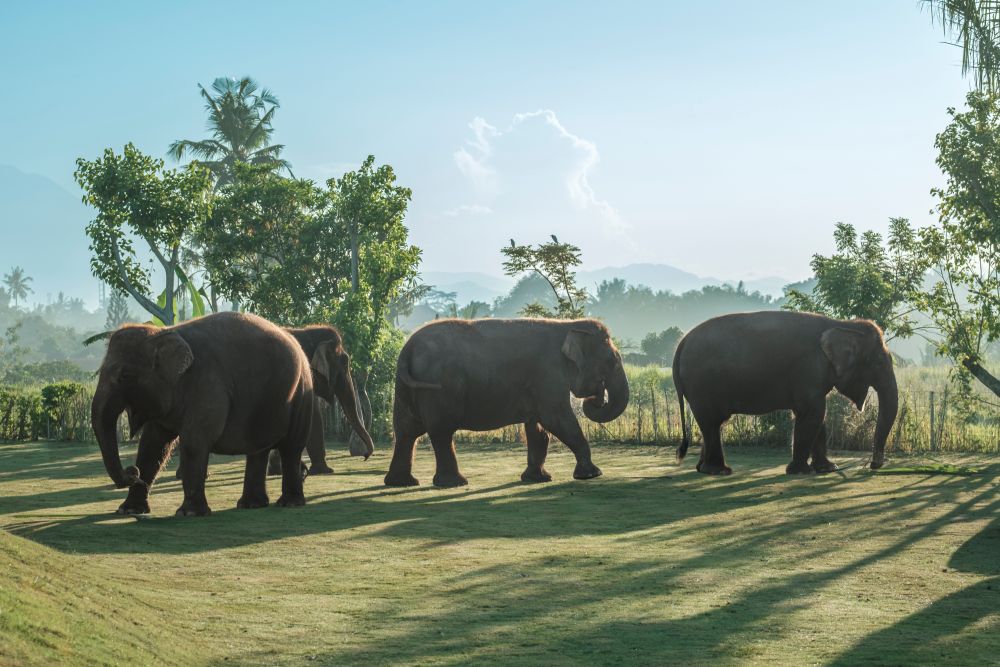 Elephant Savannah
