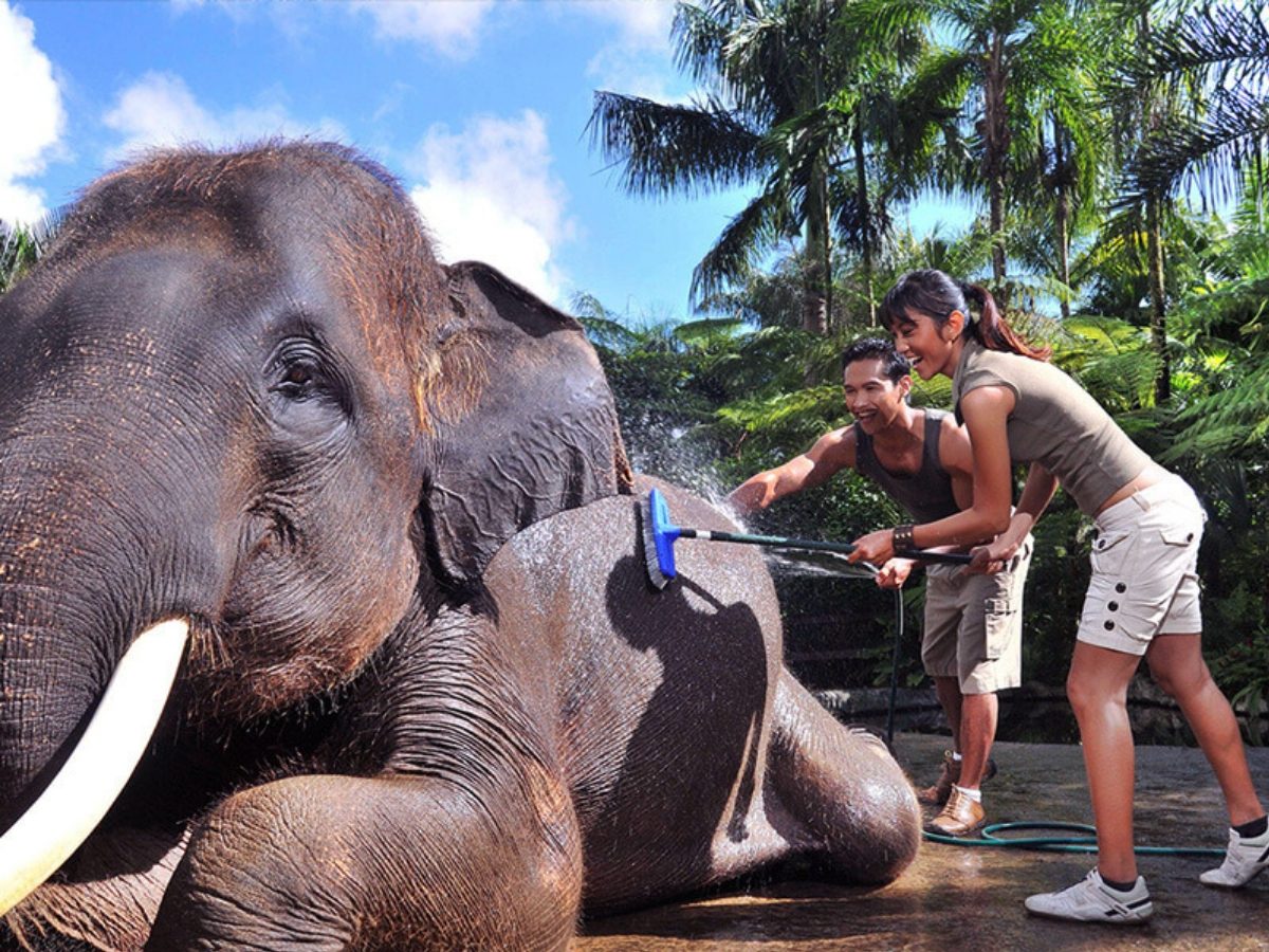 Can You Wash Elephants in Bali