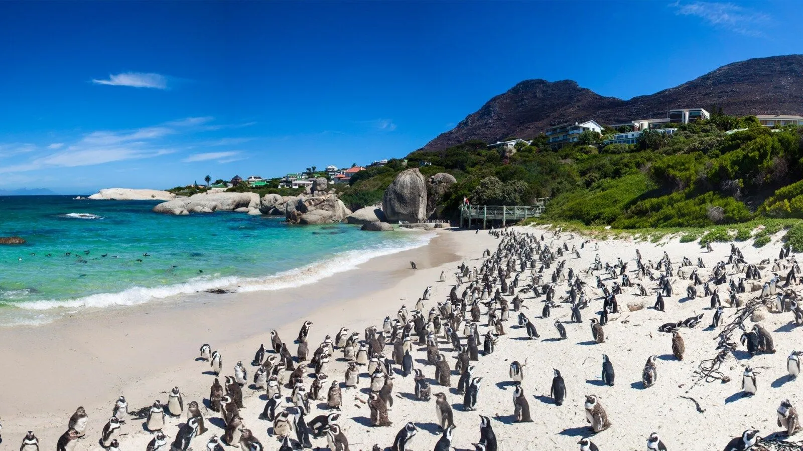 When Can You See Penguins in Cape Town