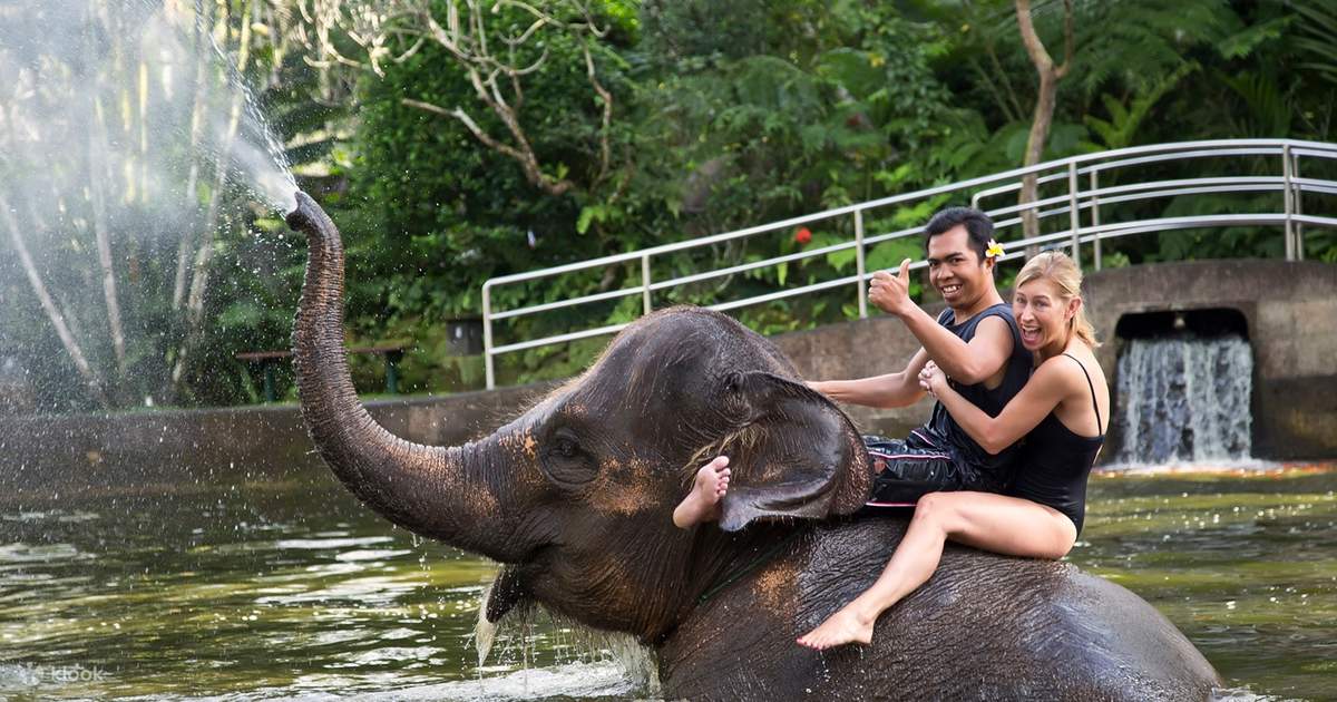 Can You Swim With Elephants in Bali