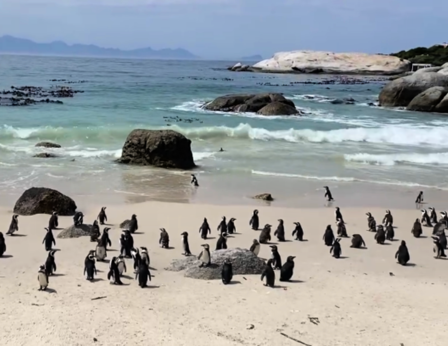 Seeing Penguins in Cape Town
