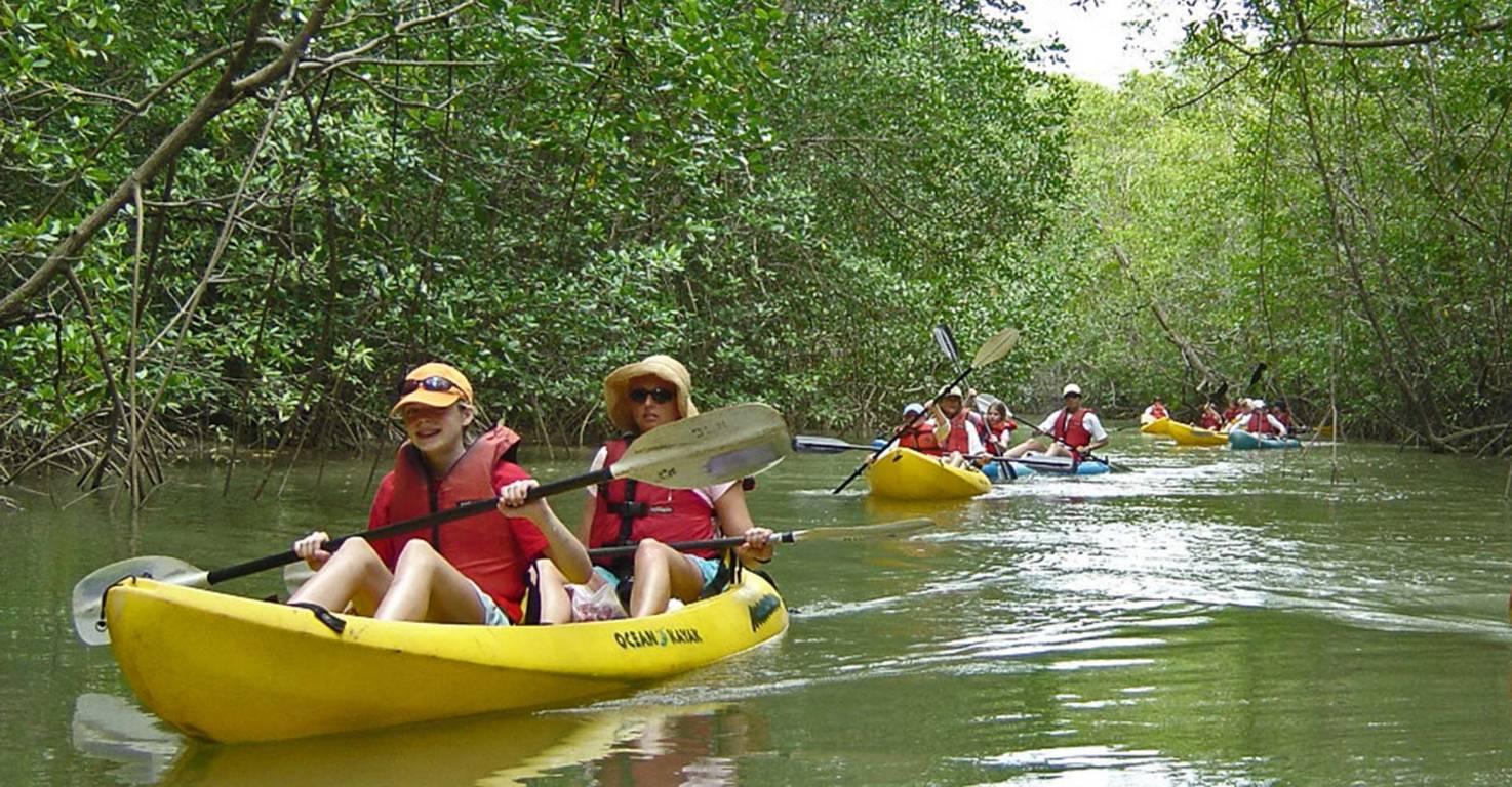 Damas Island Mangrove Kayak or Boat Tour