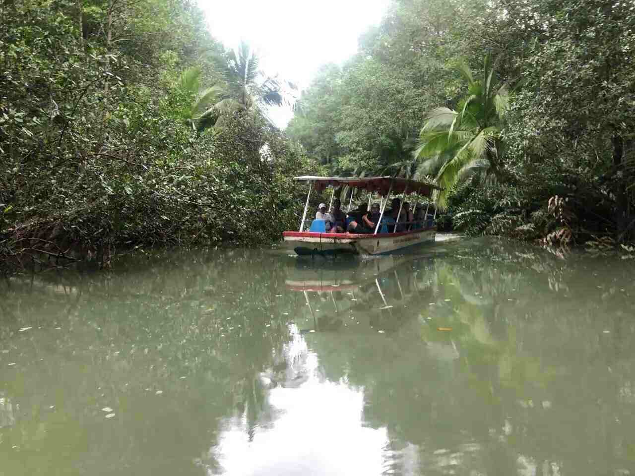 Damas Island Mangrove Tour Costa Rica
