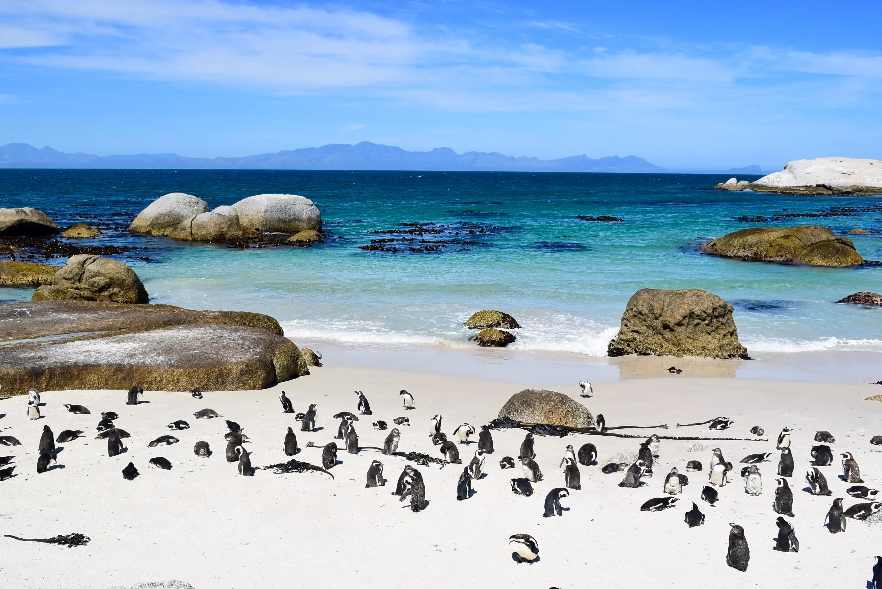Are There Penguins in Cape Town