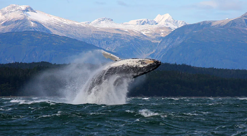 When Can You See Whales in Juneau