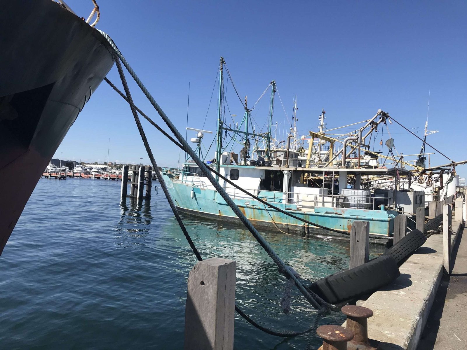 Fremantle Whale Watching Season