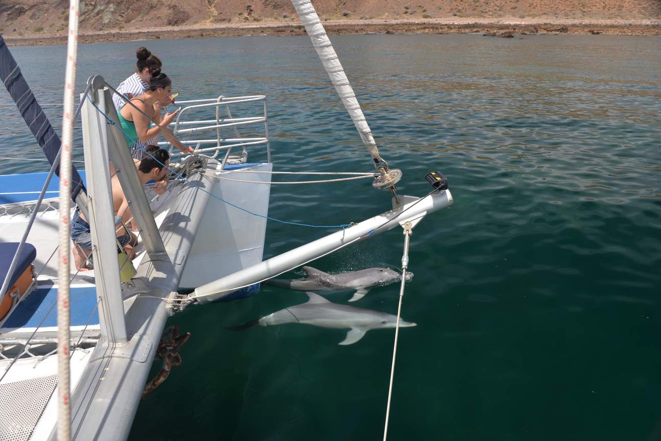 How Much Does It Cost to Swim With Dolphins