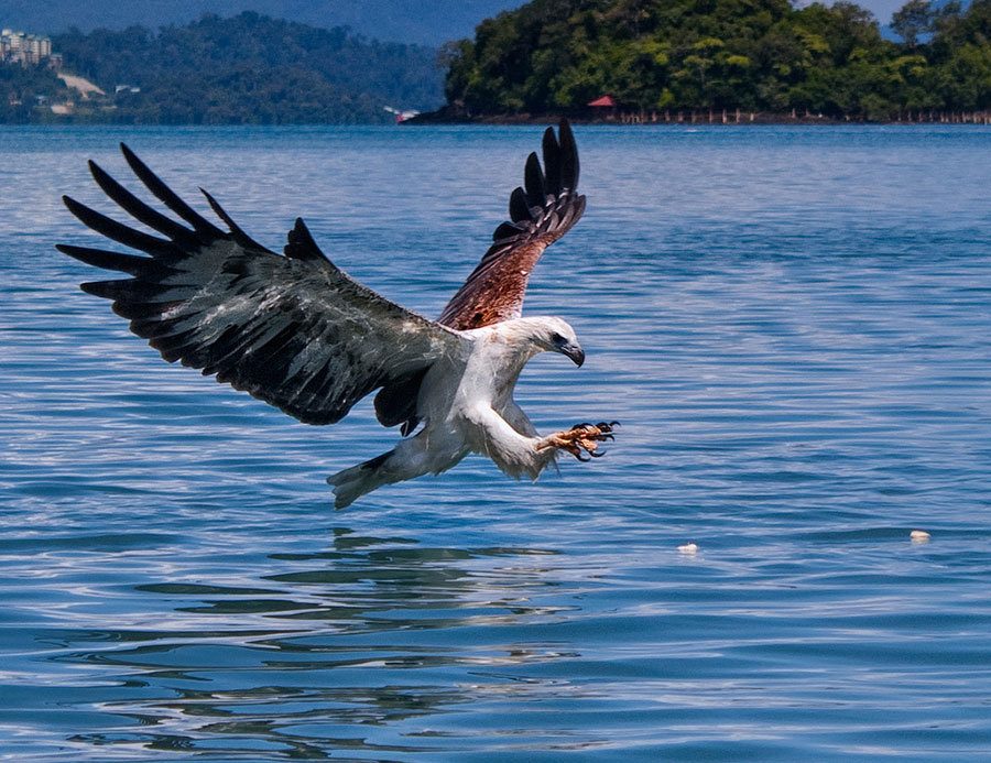 Pulau Singa Besar