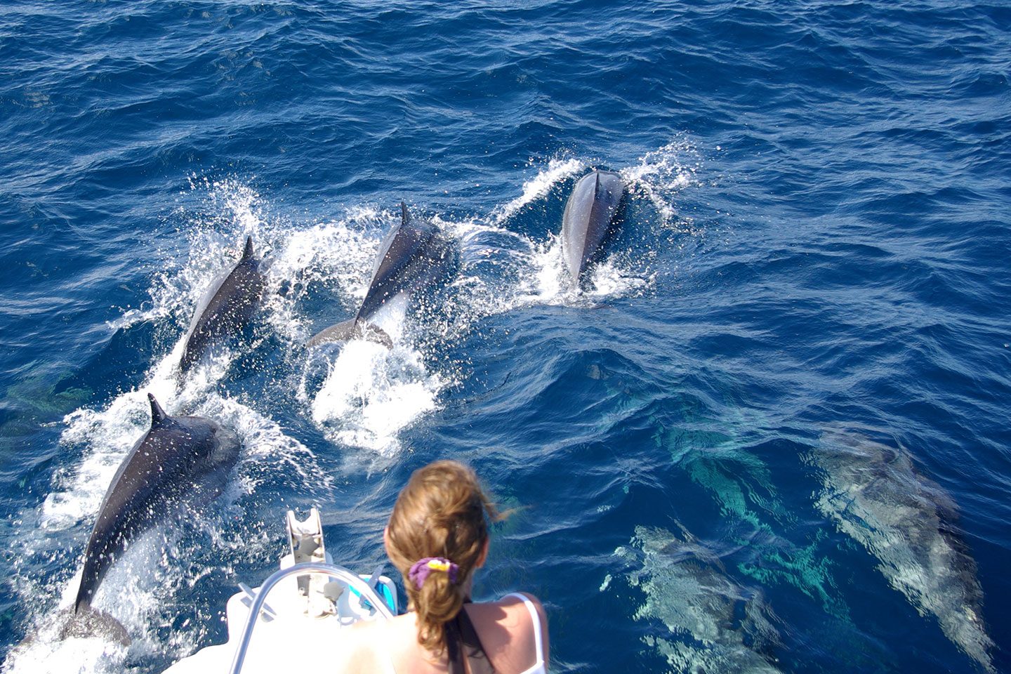 Dolphin Watching Martinique