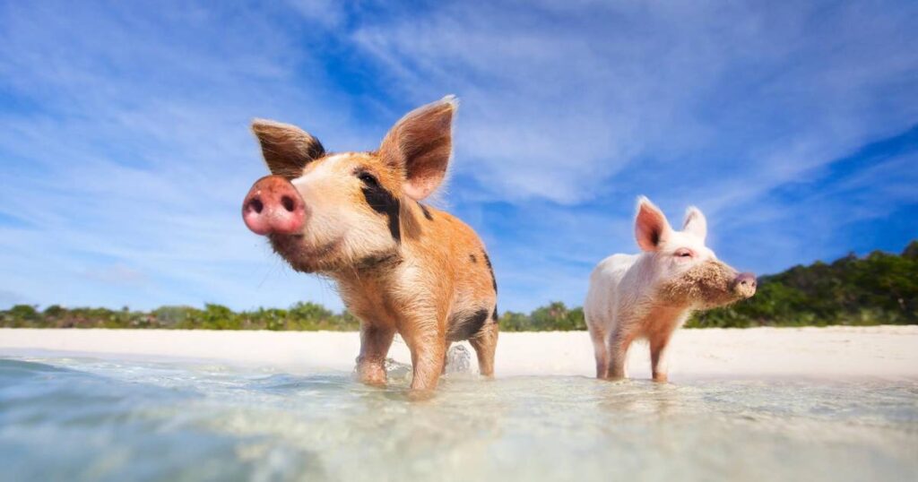 How to Get to Pig Island