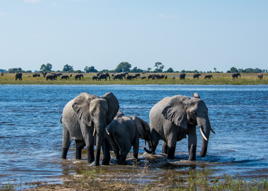 Chobe Day Trip Victoria Falls Reviews