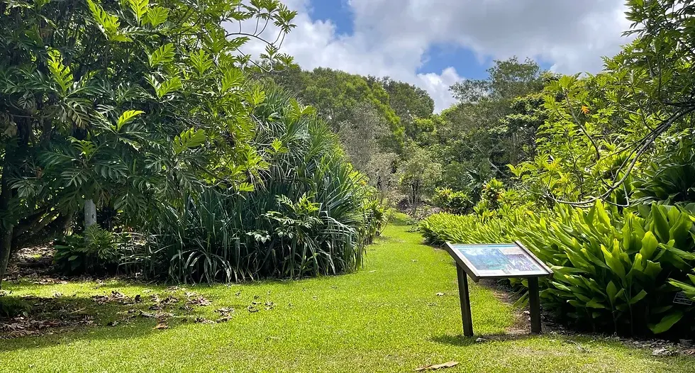 Caminhe pelo Jardim Etnobotânico Beatrice H. Krauss