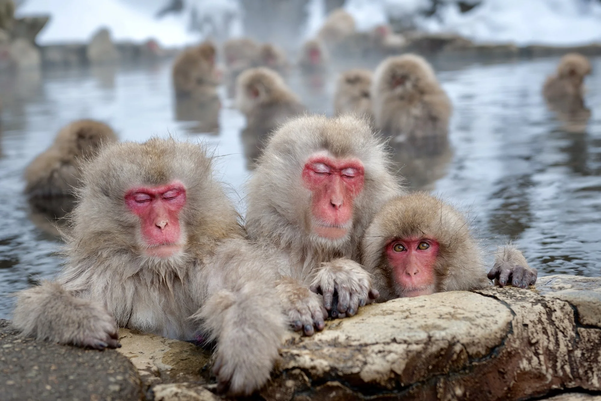 How to Get From Nagano to Jigokudani Monkey Park