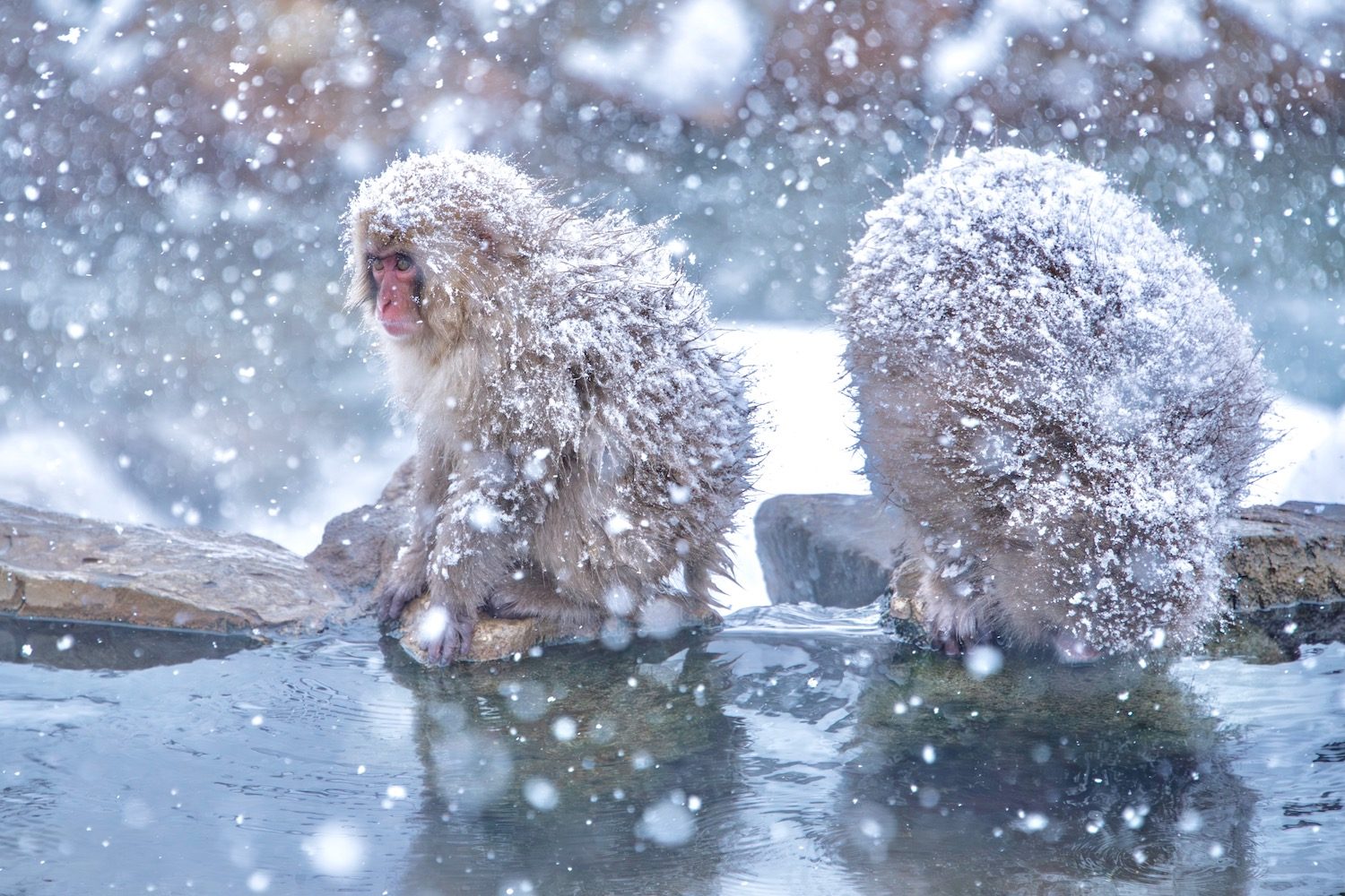 Nagano Snow Monkey Park Weather