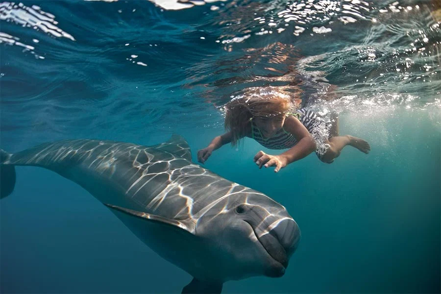 Where Can You Swim With Dolphins in Western Australia