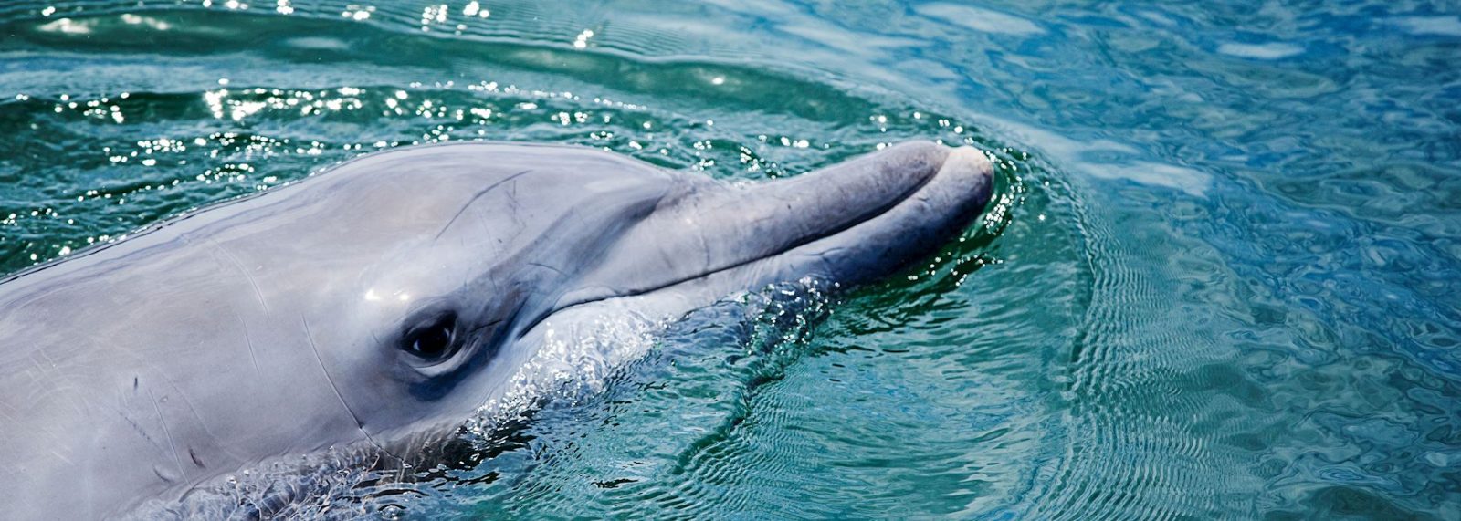 Can You Swim With Dolphins in Australia