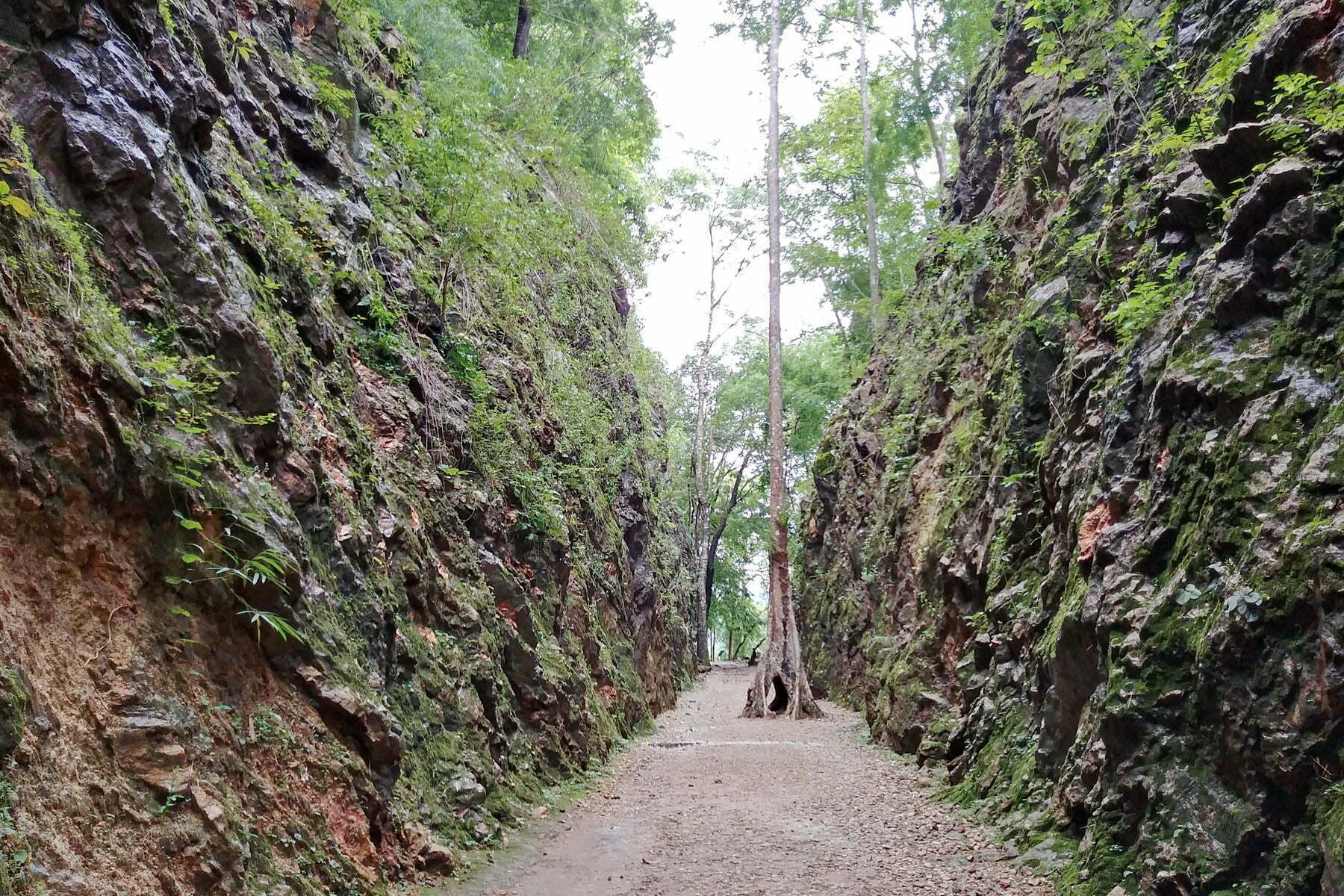 Konyu Cutting