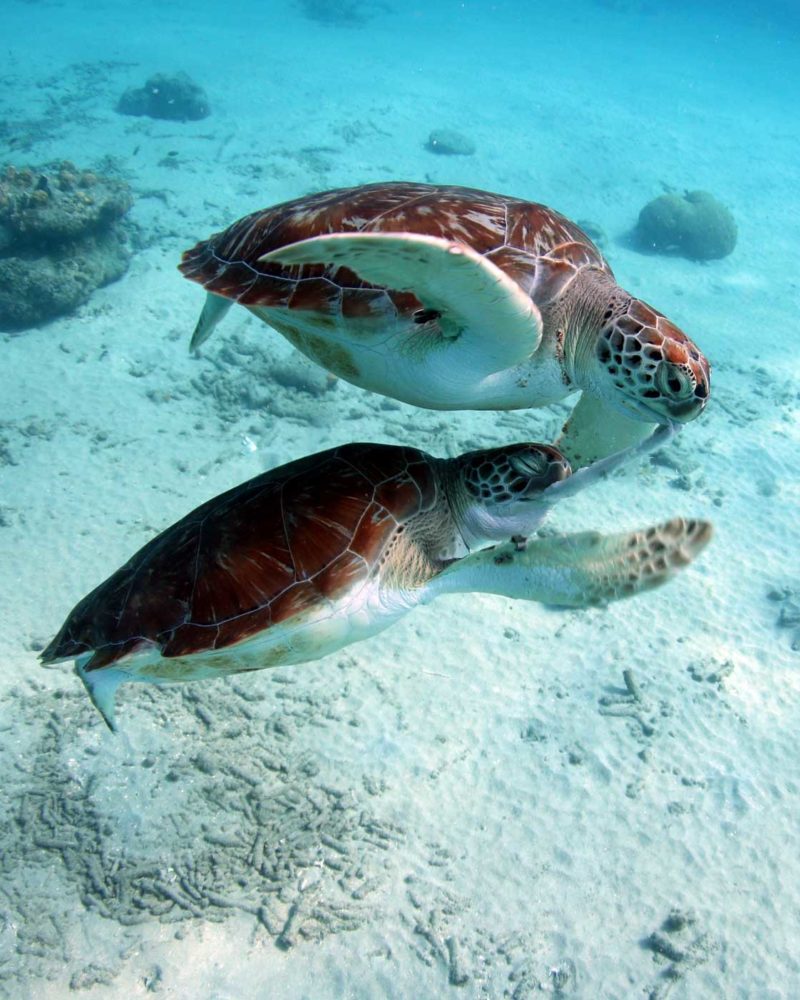 Best Time to Swim With Turtles in Curacao