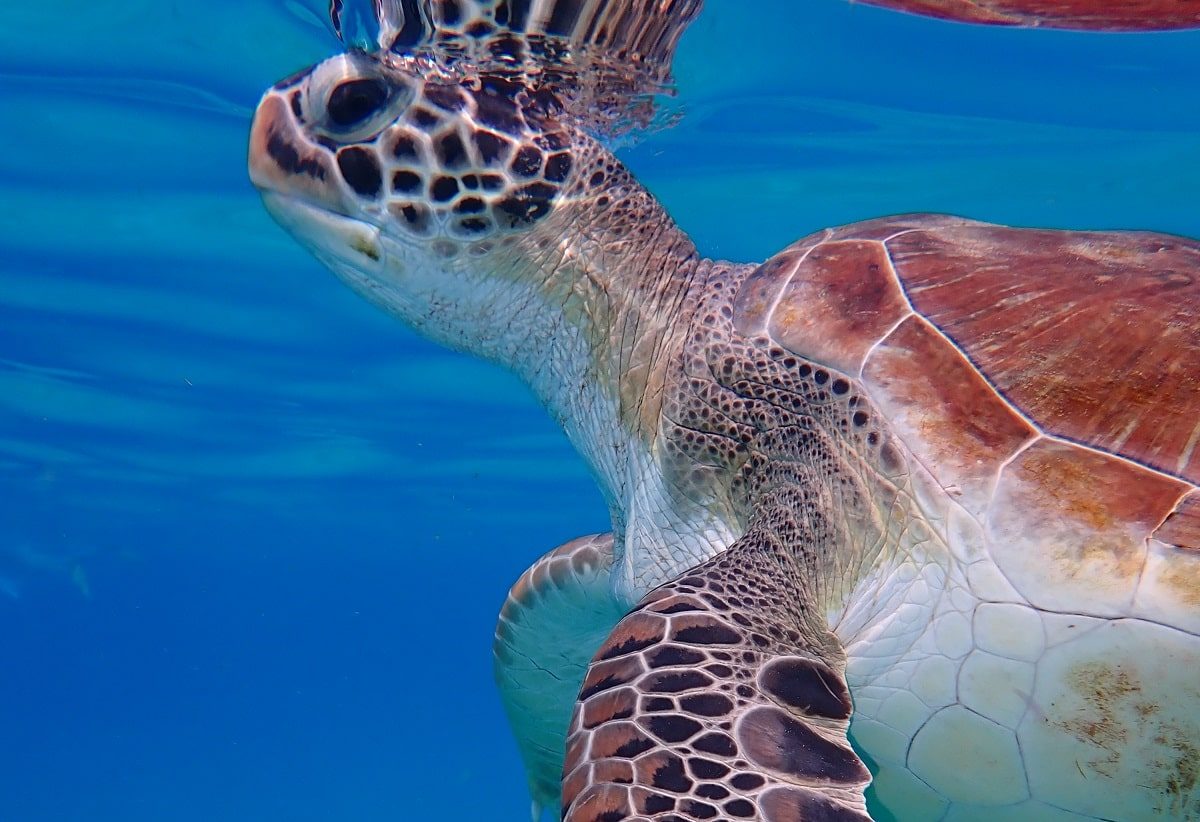 Curacao Beach Swim With Turtles