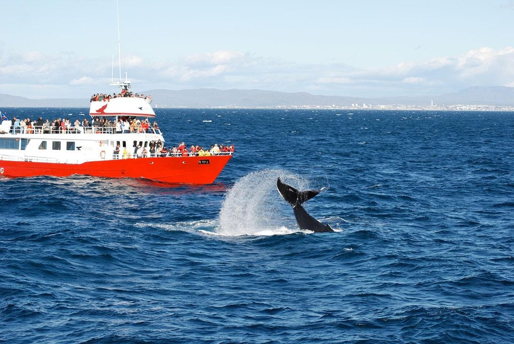 Olafsvik Whale Watching Reviews