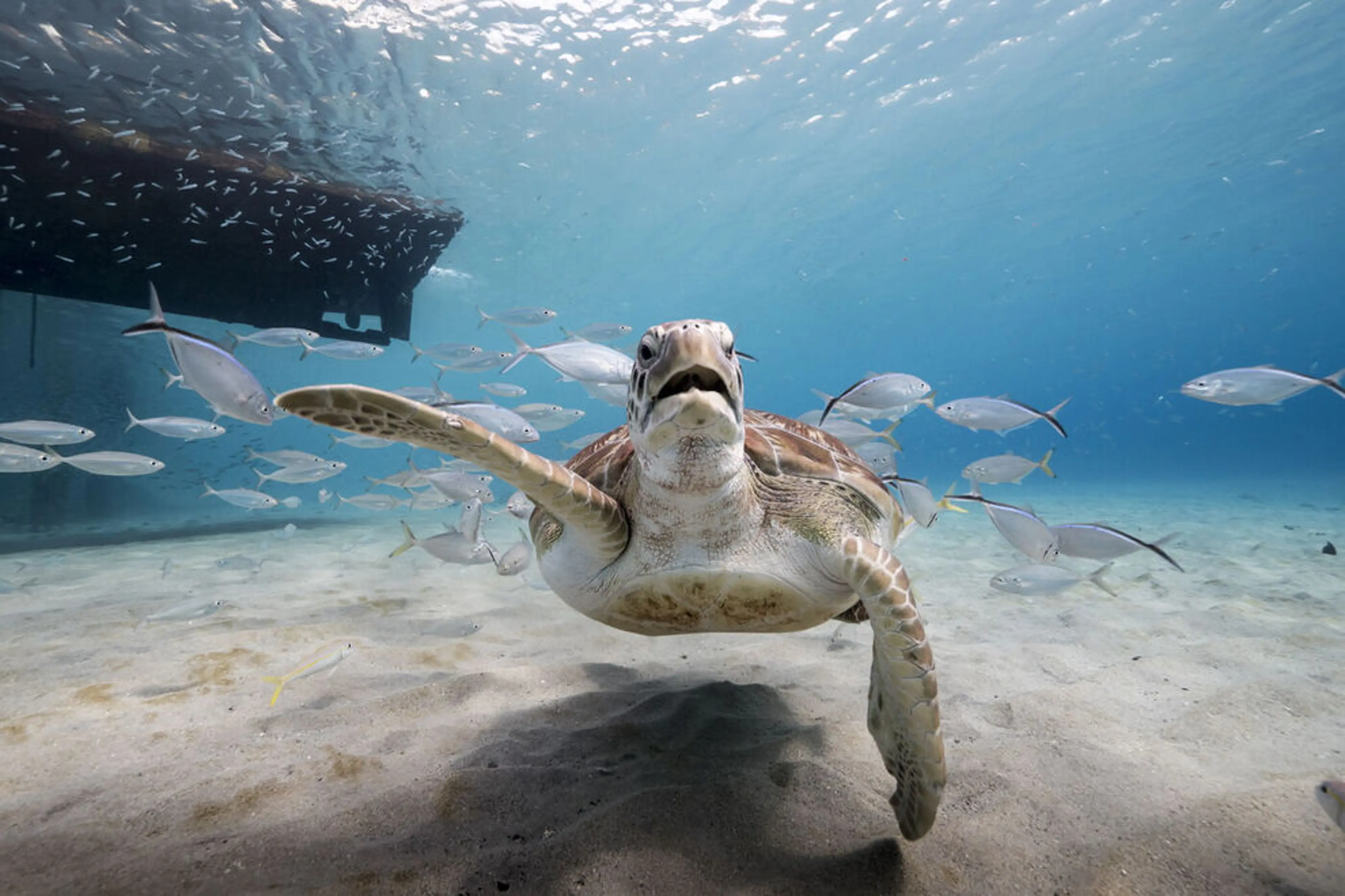 Swim With Sea Turtles Curacao