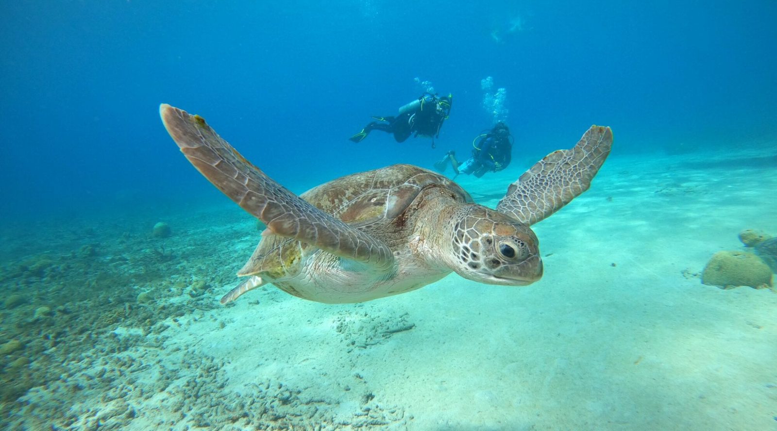 Best Place to Swim With Turtles Curacao