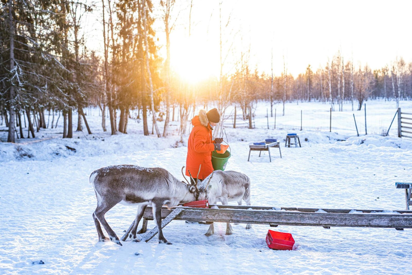 Reindeer Feeding and Chance of Northern Lights