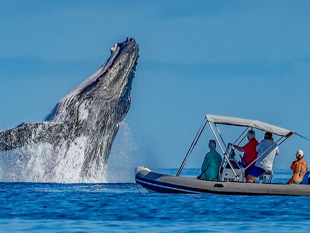 Swimming With Whales Moorea Cost