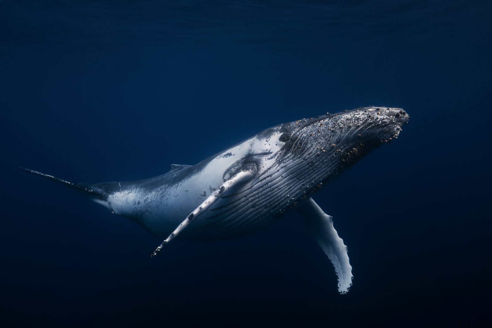 Best Time to Swim With Whales Moorea