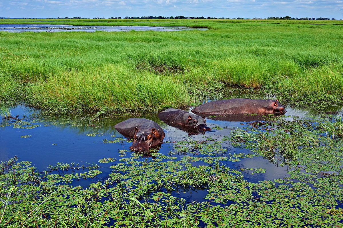 Sedudu Island