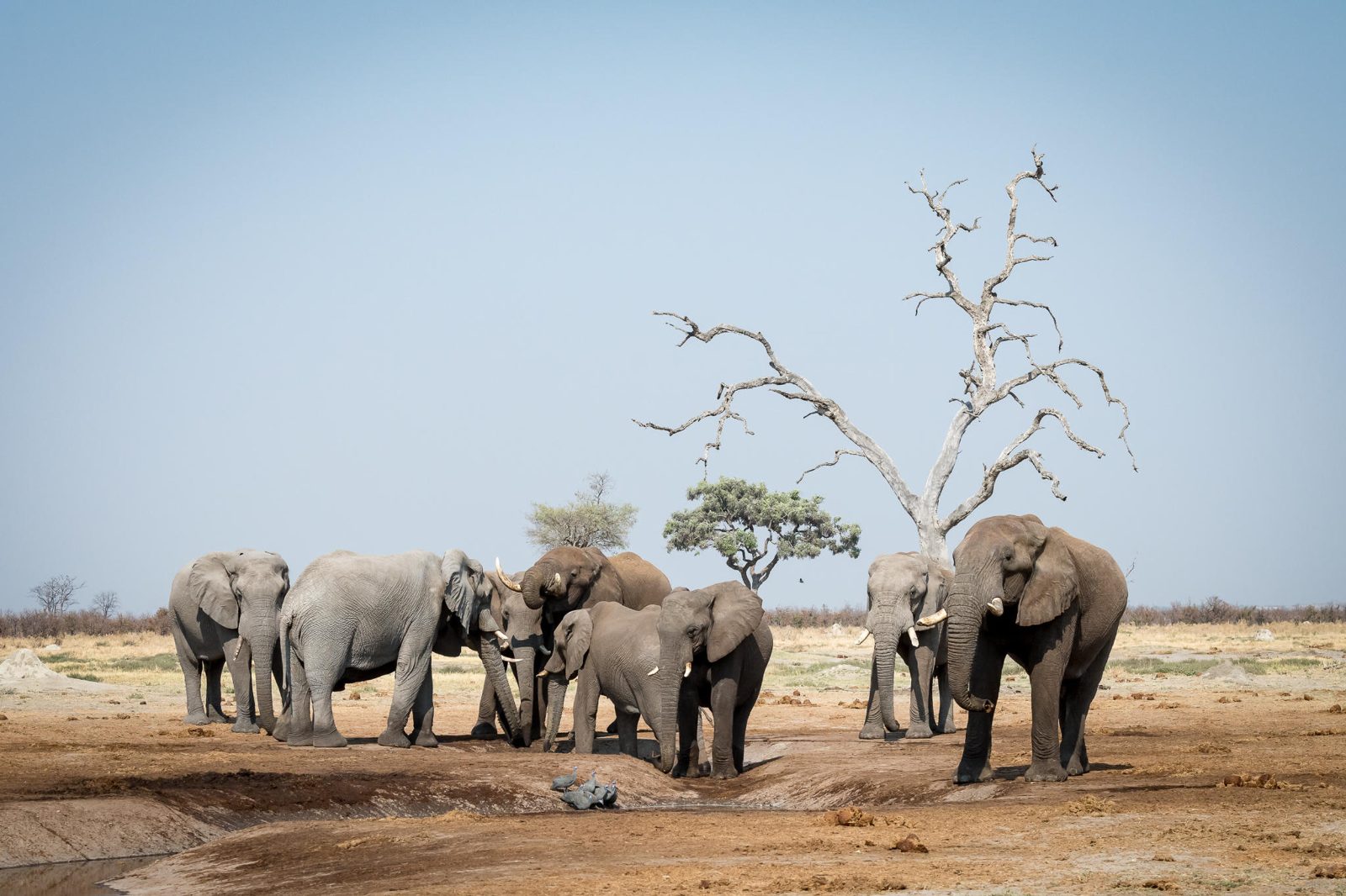 Savuti Marsh