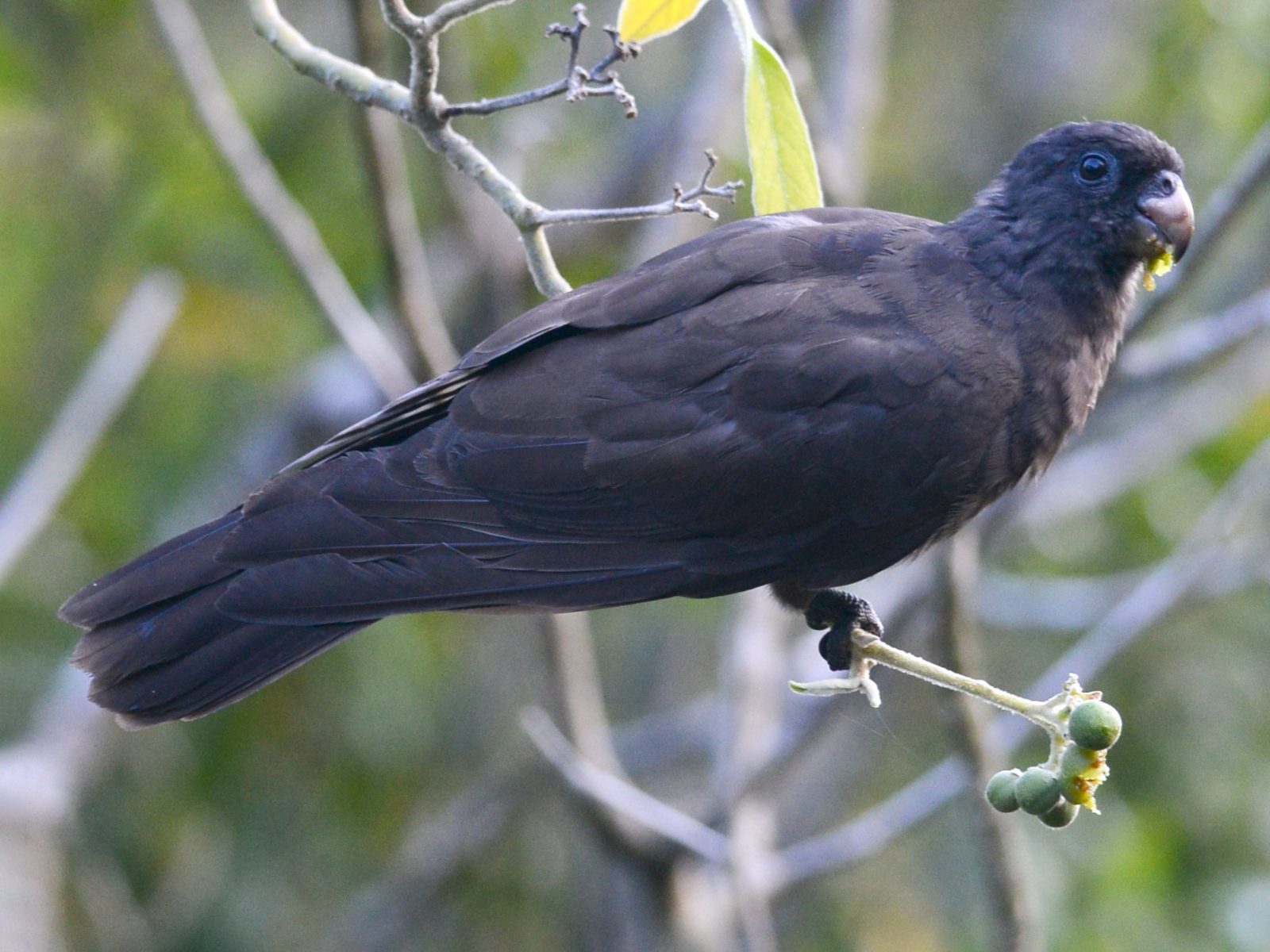 Black Parrot Habitat