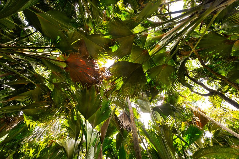 Vallée de Mai Nature Reserve