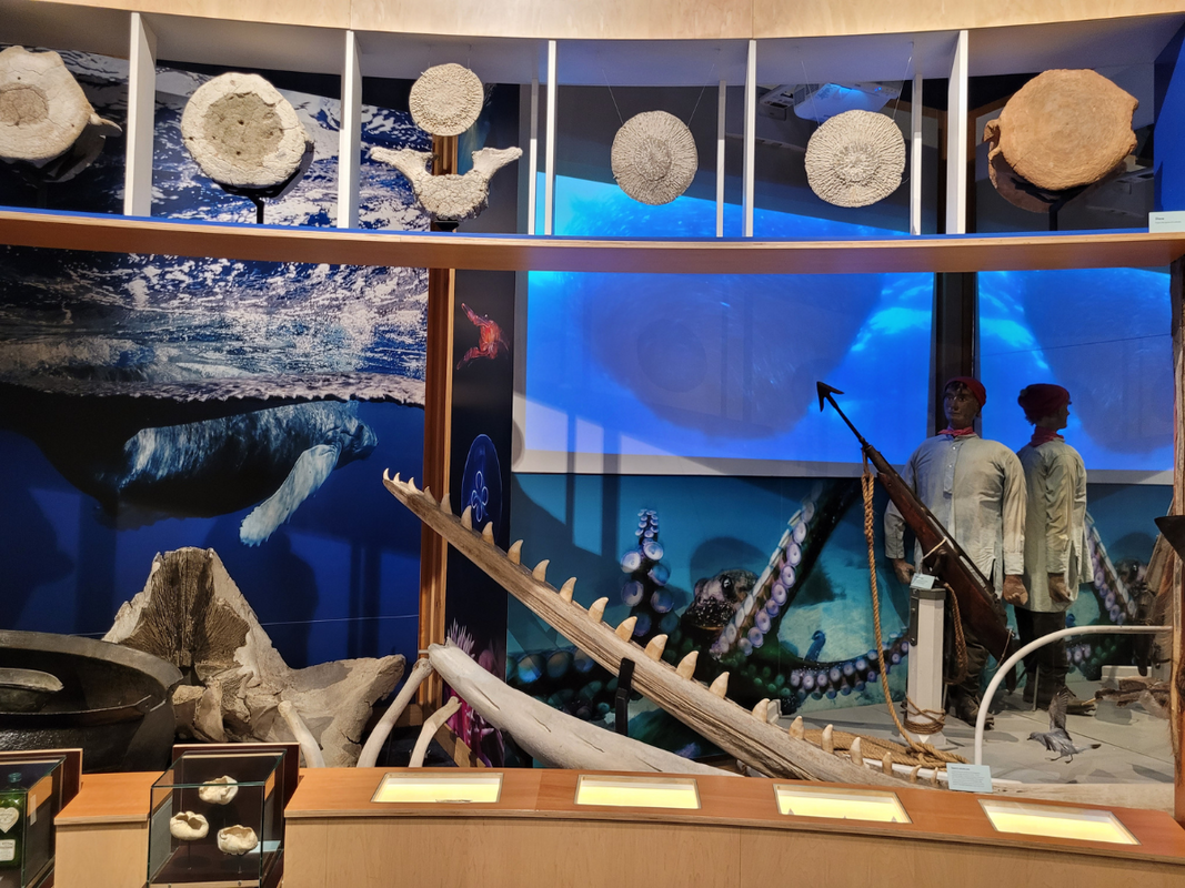 Marine Life Displays
