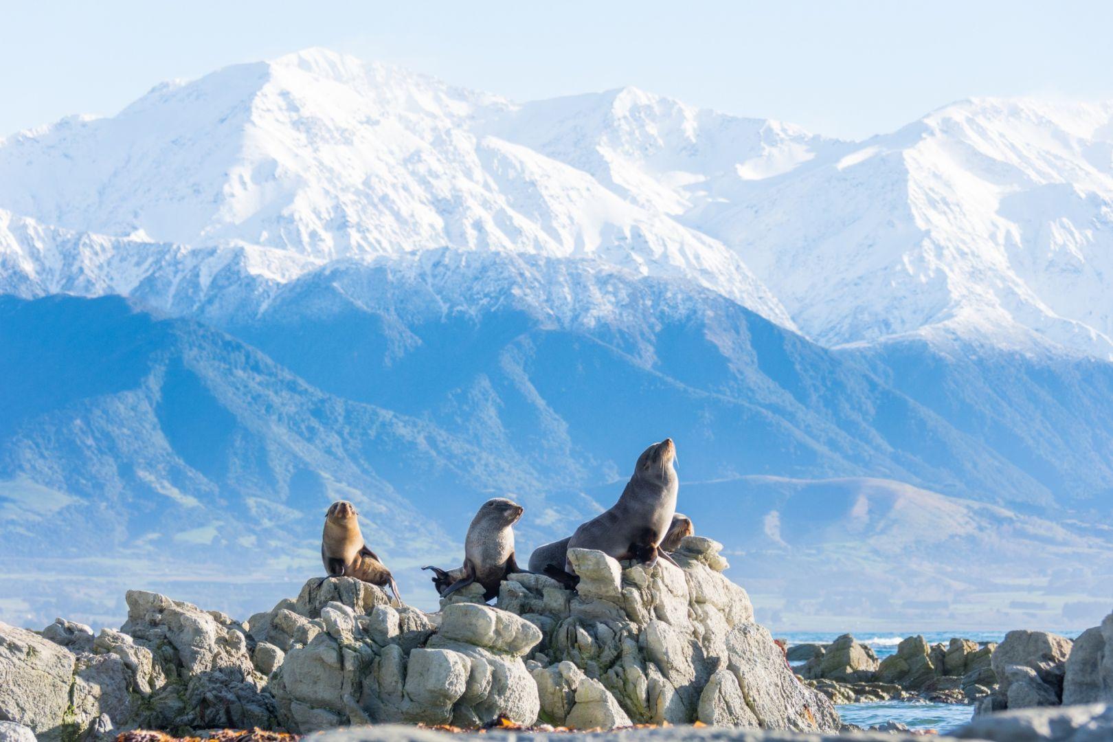 Christchurch to Kaikoura Tour