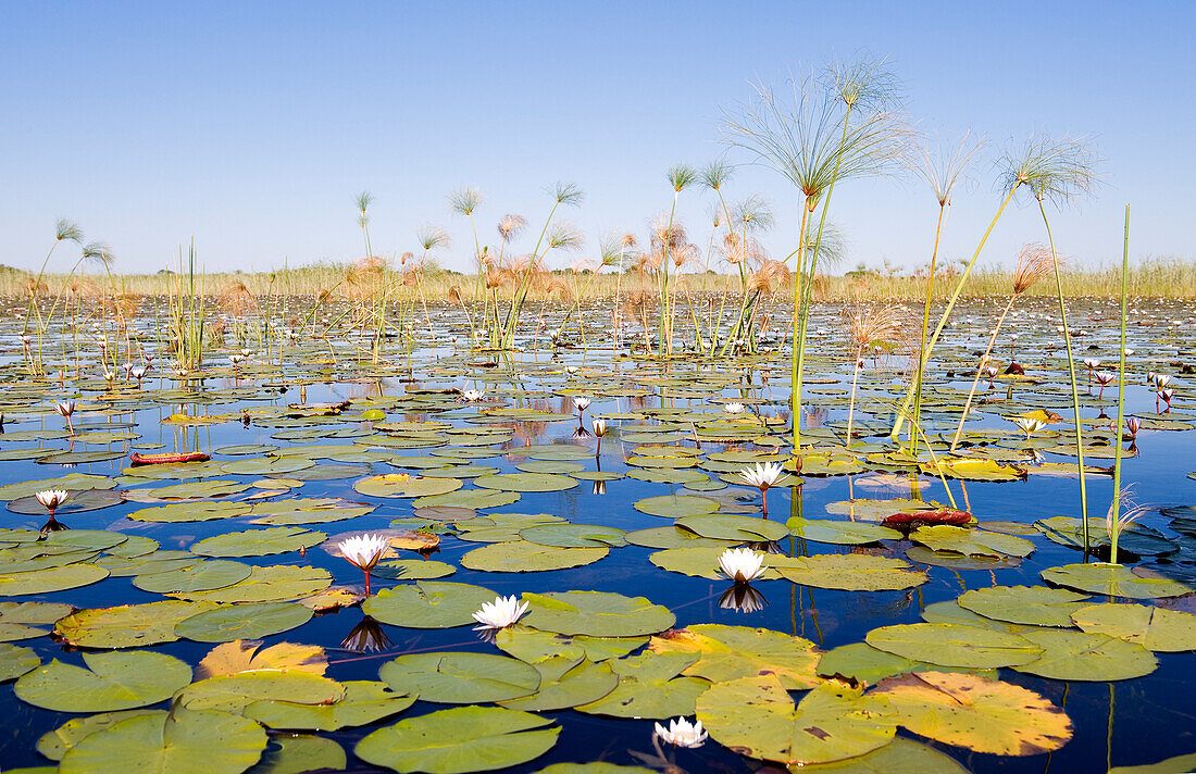 Water-Level Lily Pad Channel