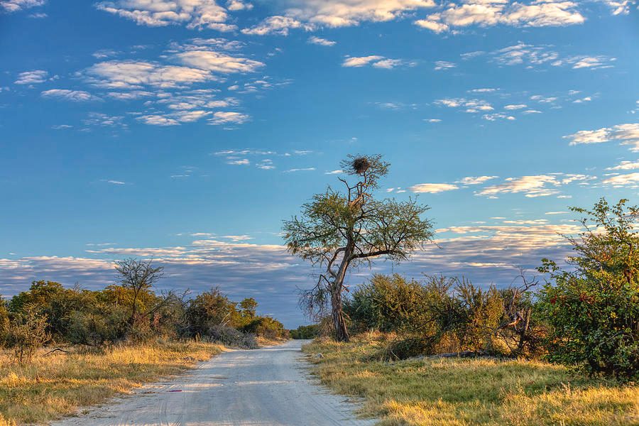Moremi Game Reserve