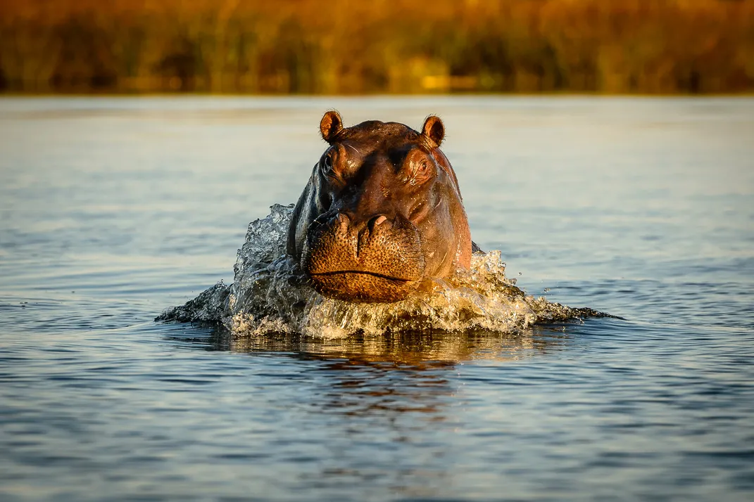 Deep Channel Hippo Corridor