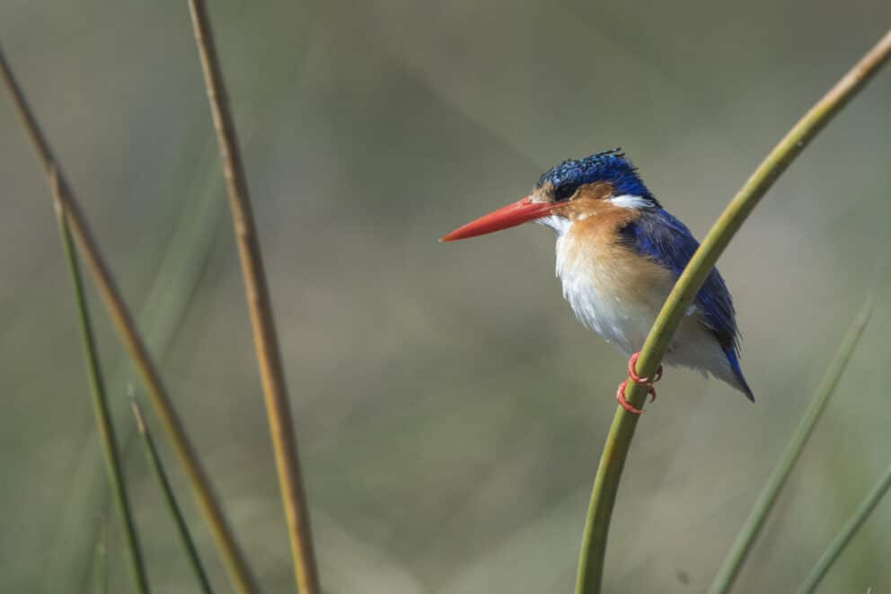 Reed Bed Edge