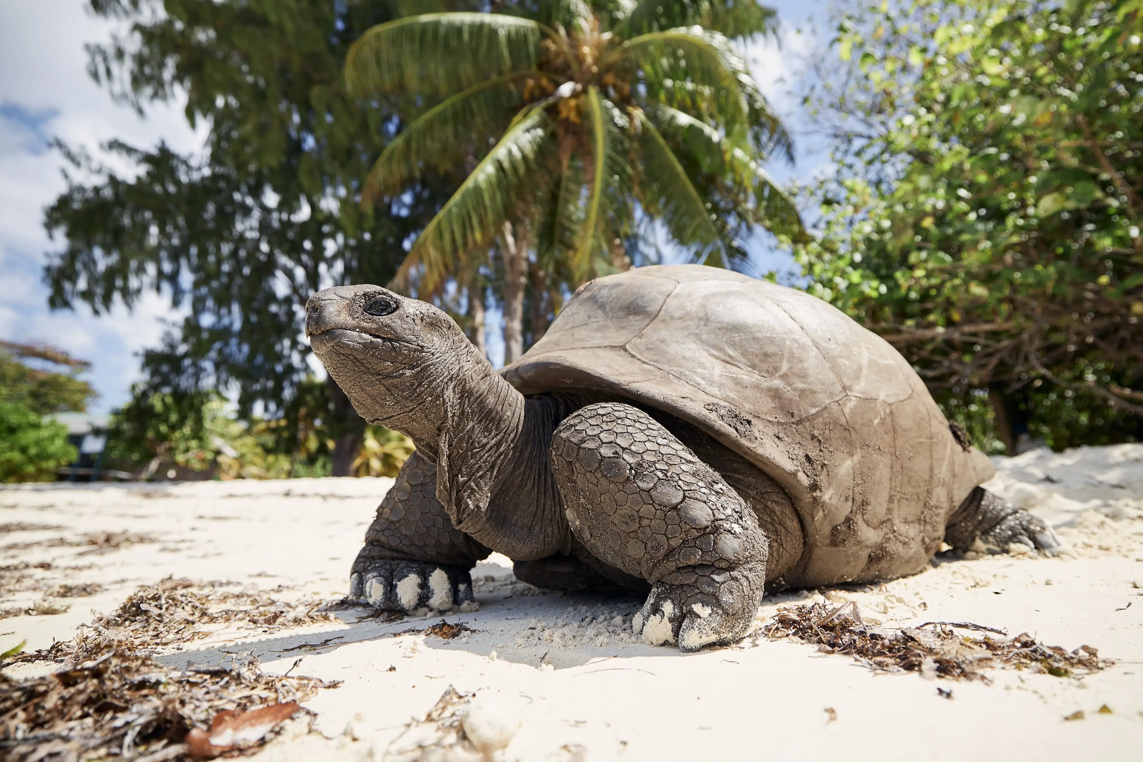 Island Visit