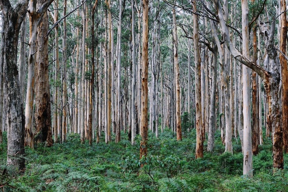 Boranup Karri Forest