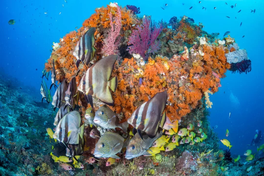 Caribbean Reef Encounter