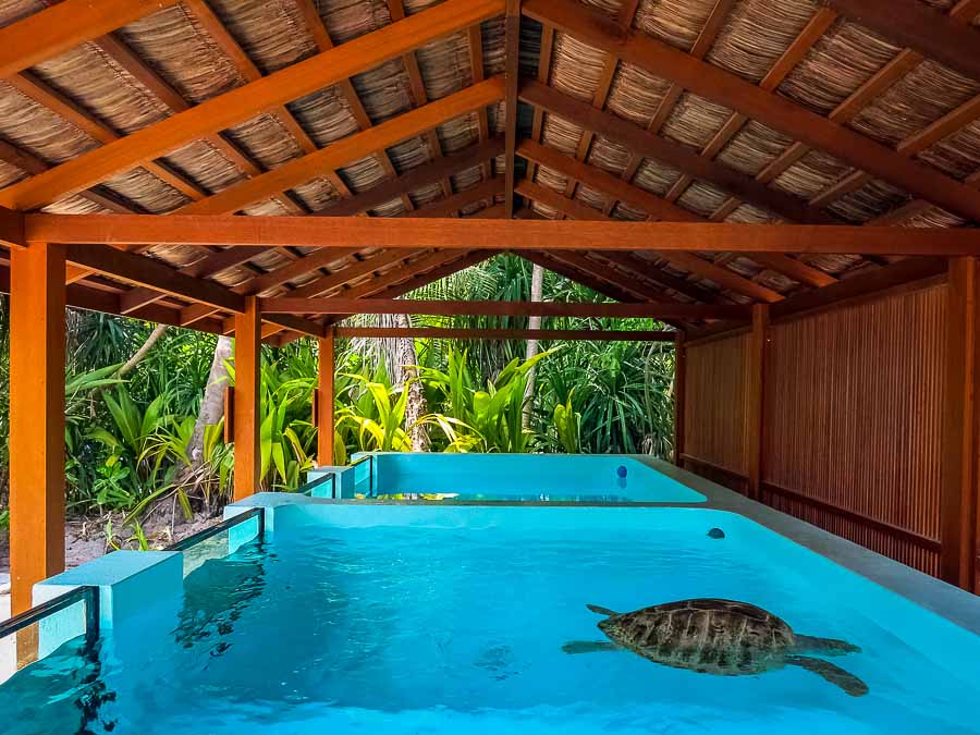 Turtle Pool
