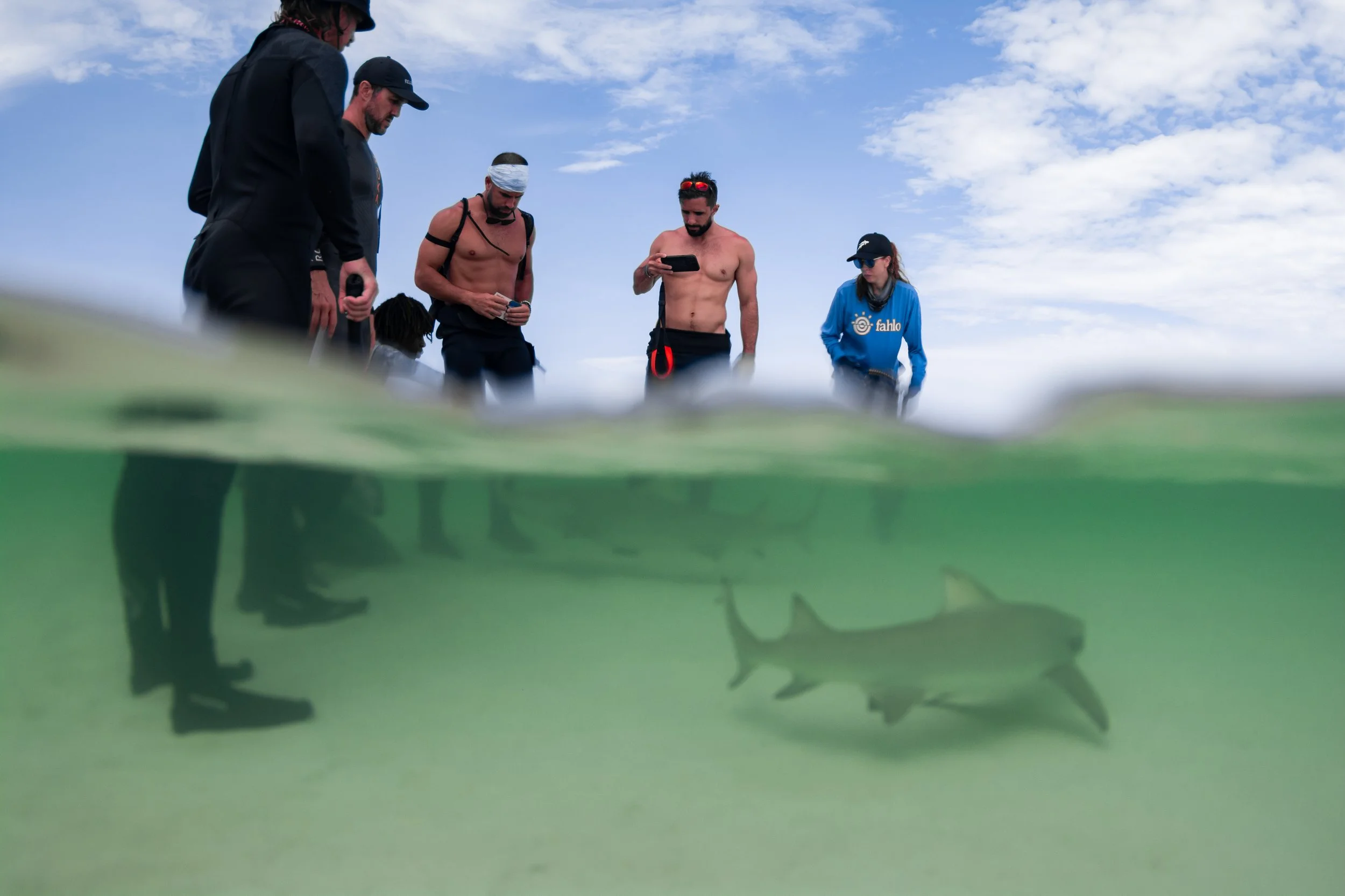 Shark Shallows