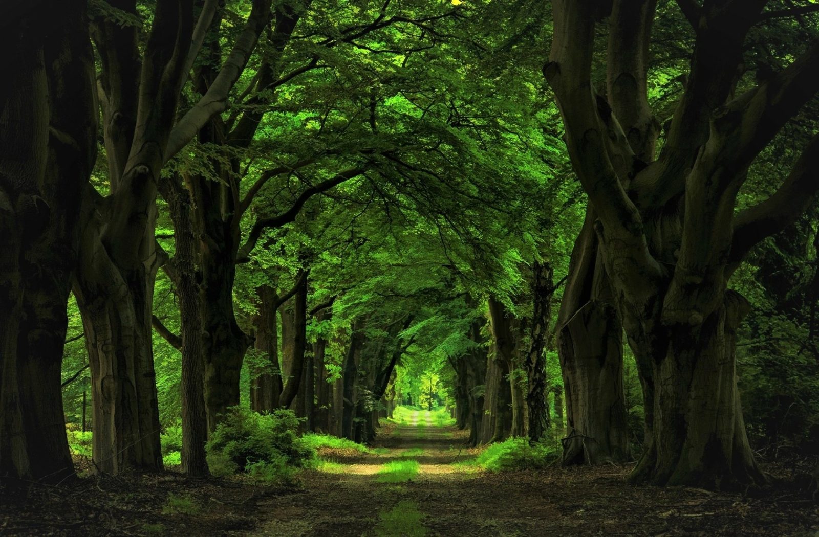 Canopy Tunnel Trail