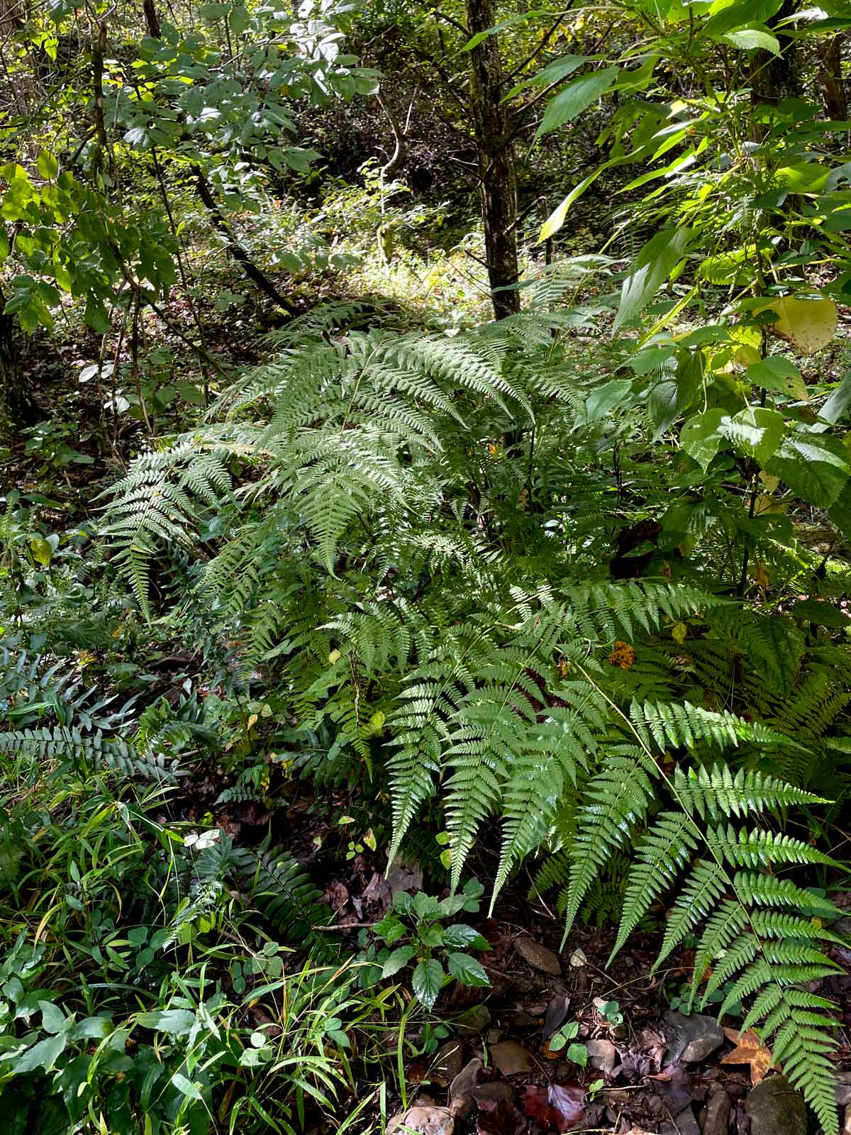 Shadowed Fern Grove