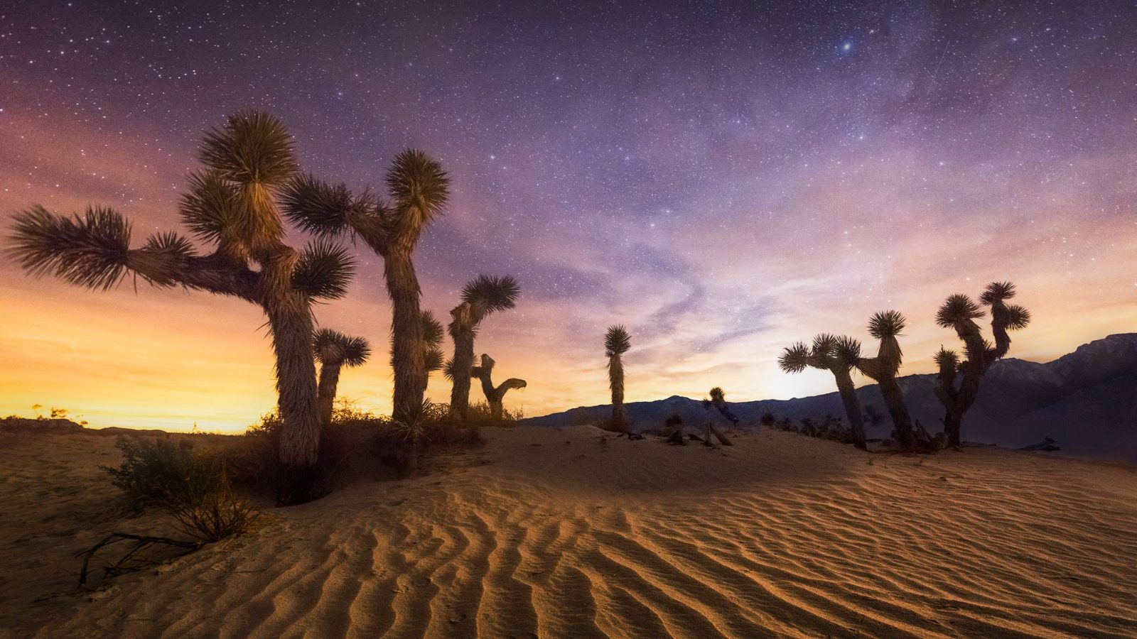 Mutant Joshua Tree Forest